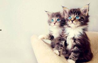 娱乐吃瓜小猫咪视频在线观看,跟随小猫咪一起吃瓜，畅享欢乐时光