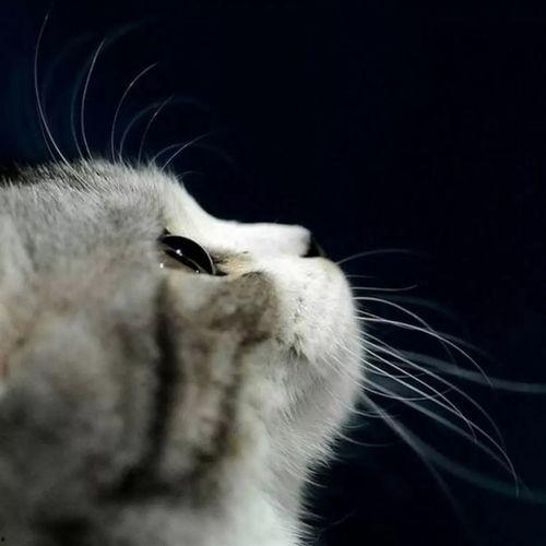 娱乐吃瓜小猫咪视频在线观看,跟随小猫咪一起吃瓜，畅享欢乐时光